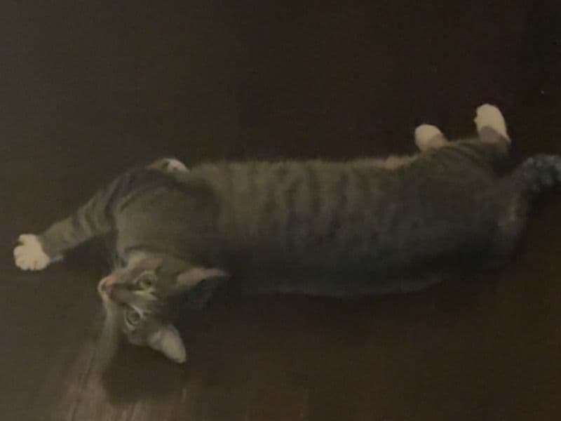 Bella - Tabby | Petmeetly