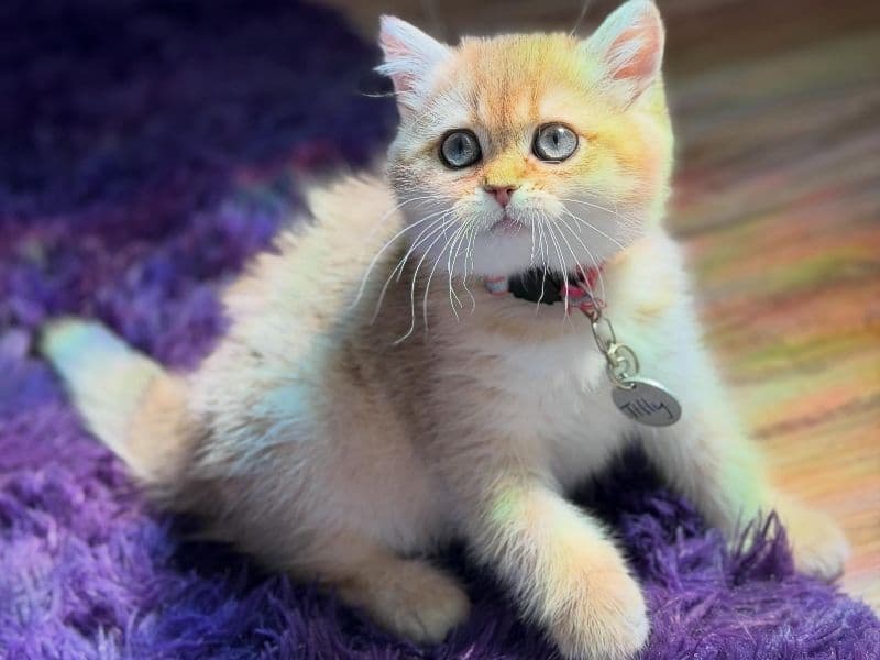 Tilly - British Shorthair | Petmeetly