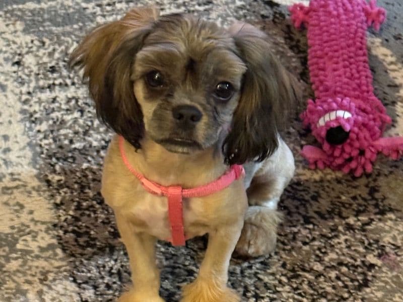 Shih Tzu 1 year 1 month old female medium named Coco for breeding in Crow Wing County, Minnesota | Petmeetly
