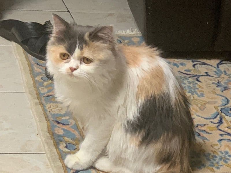Cookie primary photo