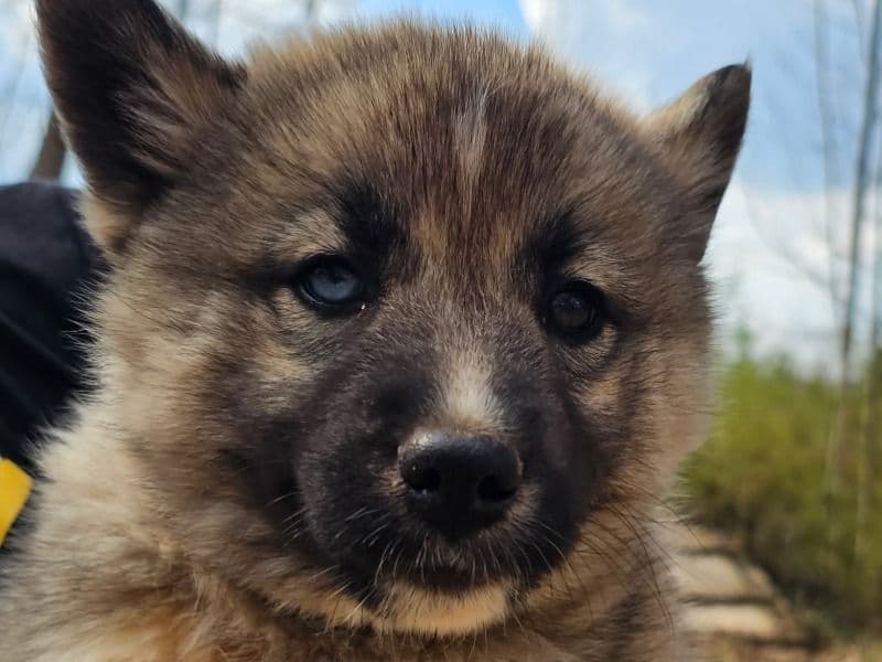 Siberian Husky 2 months old female small named Nova for sale in Catawba County, North Carolina | Petmeetly