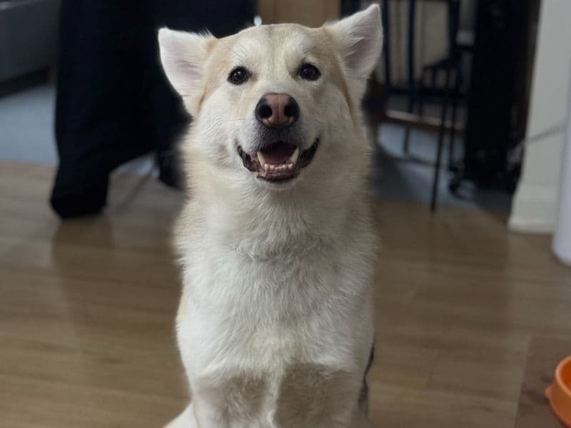 Stella primary photo