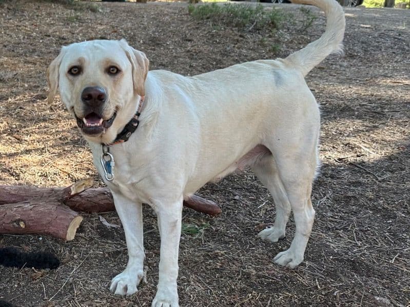 English Labrador Retriever 3 years 4 months old female large named Alice for breeding in Ventura County, California | Petmeetly