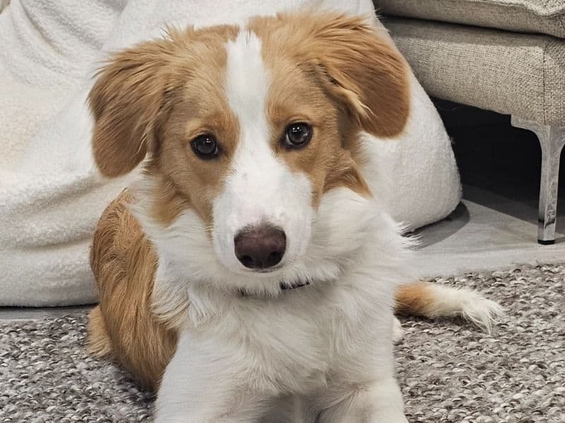 Border Collie 1 year 2 months old female medium named Maple for breeding in Australian Capital Territory | Petmeetly