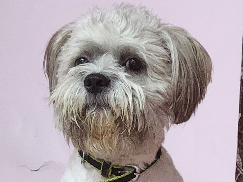 Tobi primary photo