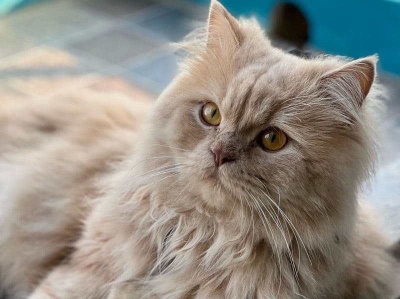 Persian 3 years 8 months old male named Leo for breeding in Bangalore Division, Karnataka | Petmeetly