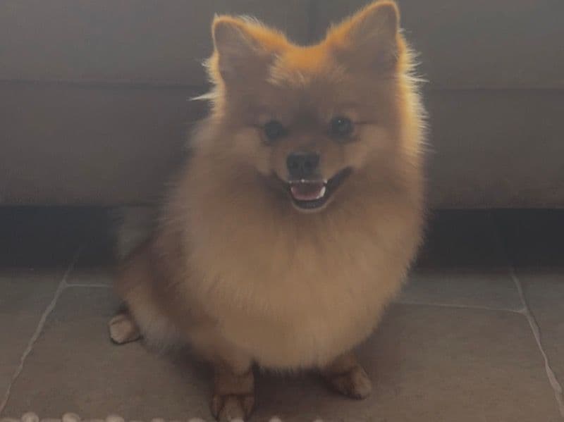 Pomeranian 2 years 4 months old male medium named Zuni for breeding in North Somerset, England | Petmeetly