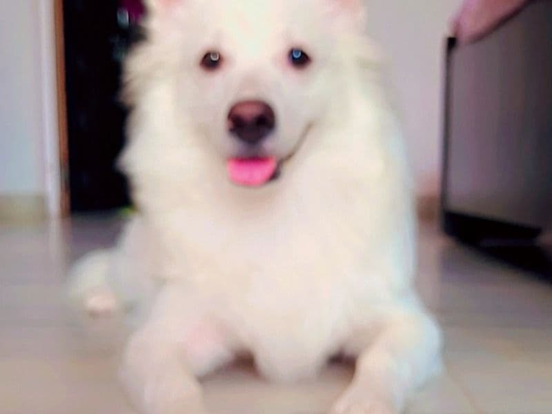 Jhonu primary photo