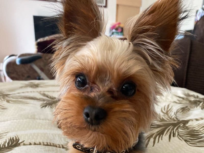 Yorkshire Terrier 5 years 2 months old male small named Chewbacca for breeding in Riverside County, California | Petmeetly