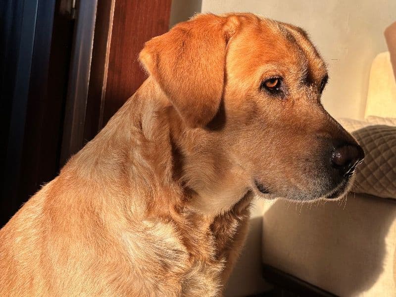 Labrador Retriever 5 years 8 months old male large named Tyson for breeding in Gurgaon Division, Haryana | Petmeetly