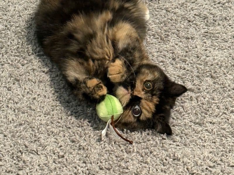 Exotic Shorthair 8 months old female named Georgia for breeding in Cleveland County, North Carolina | Petmeetly