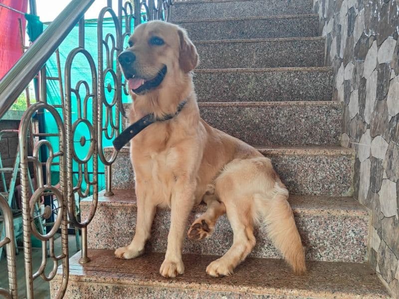 Simba primary photo