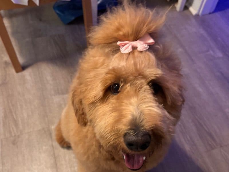 Goldendoodle 1 year 5 months old female large named Arrow for breeding in Dukes County, Massachusetts | Petmeetly
