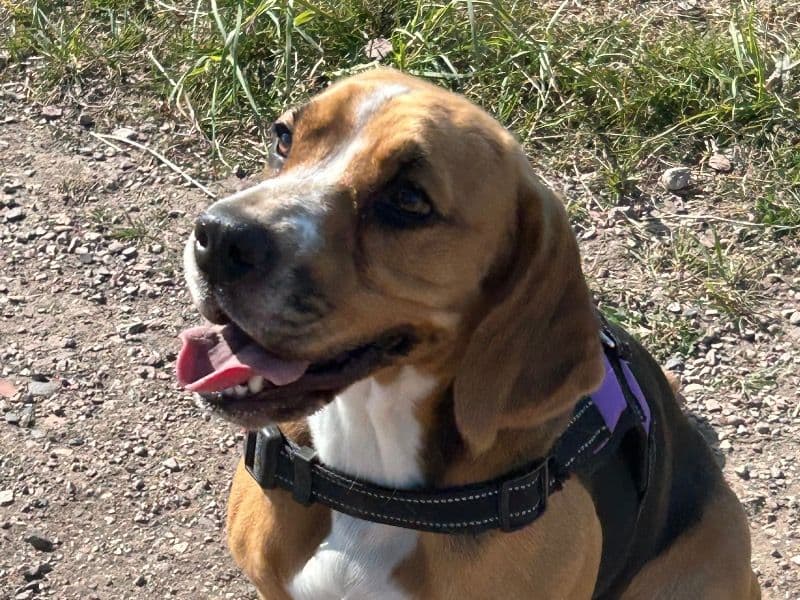 Bocker 1 year 11 months old female medium named Nala for breeding in North Lanarkshire, Scotland | Petmeetly