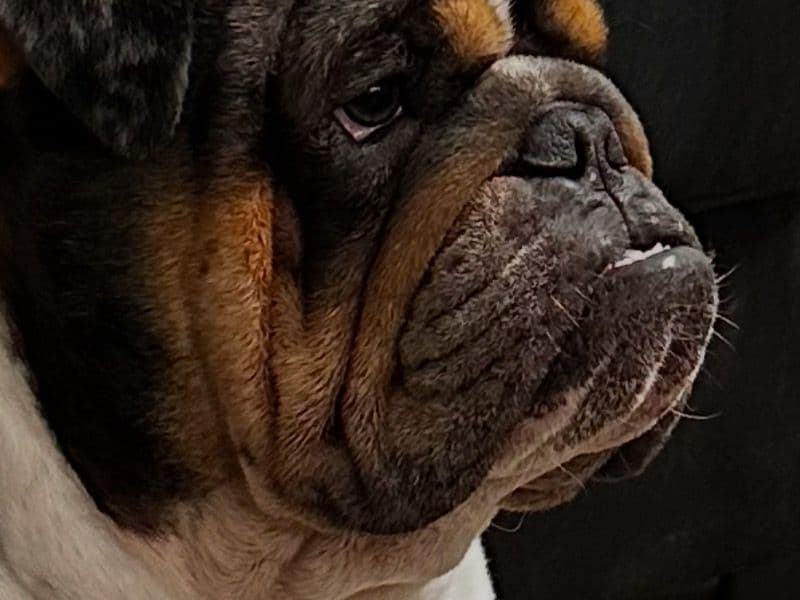 Gus primary photo