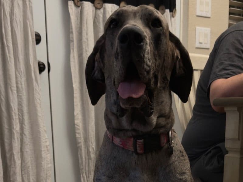 Saylor  - Great Dane success story