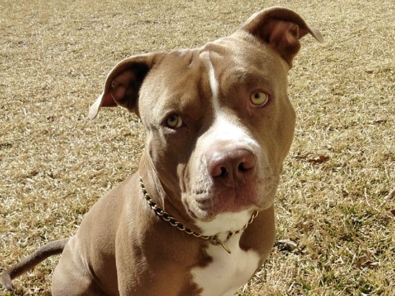 American PitBull Terrier 7 years 4 months old male large named Tyson for breeding in Caldwell County, Texas | Petmeetly
