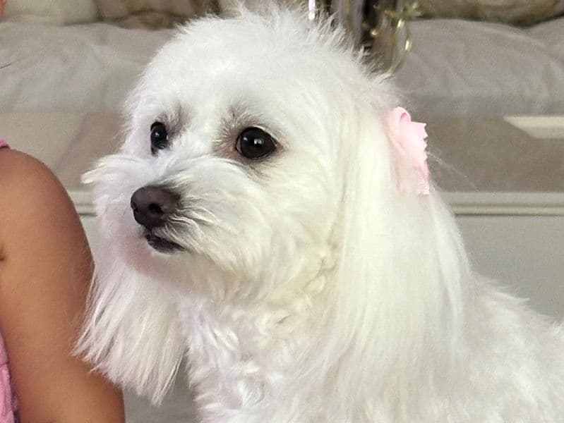 Maltese 2 years 5 months old female small named Lola for breeding in Regional Municipality of York, Ontario | Petmeetly
