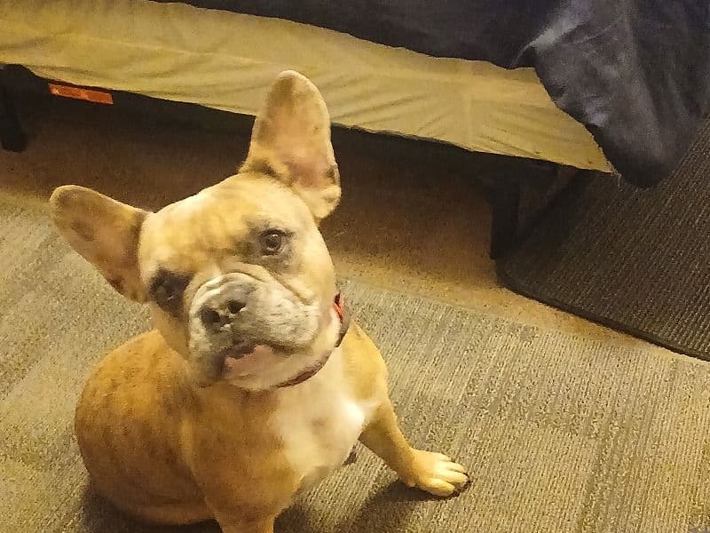 Luna primary photo