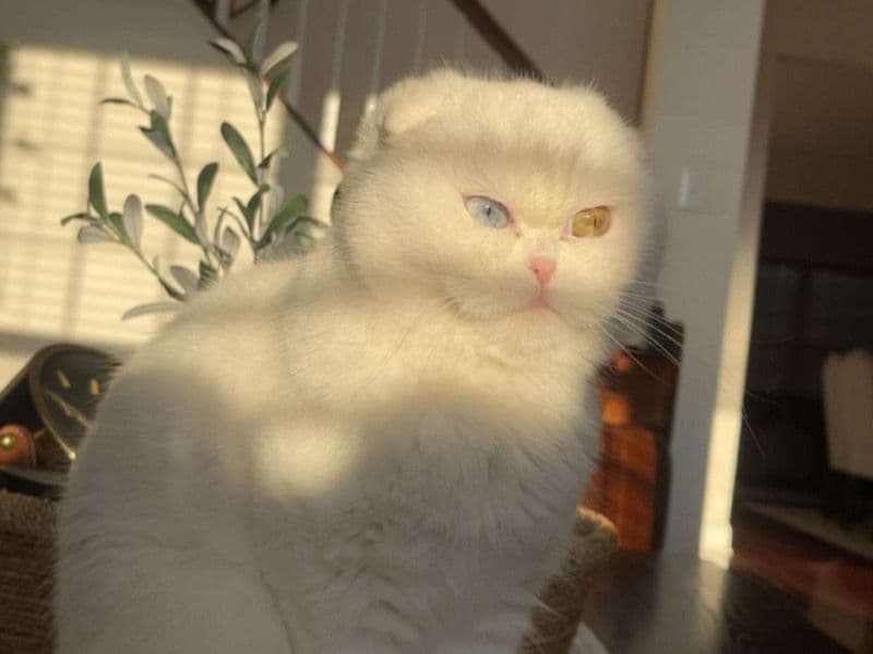 Scottish Fold 1 year 2 months old female named Coco for breeding in Philadelphia County, Pennsylvania | Petmeetly