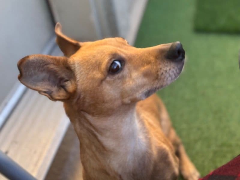 Chihuahua 7 years old female small named Corona for adoption in San Joaquin County, California | Petmeetly