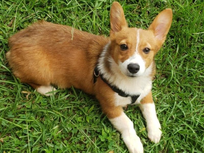 Corgi 9 months old male small named Archiekins for breeding in Oconee County, South Carolina | Petmeetly