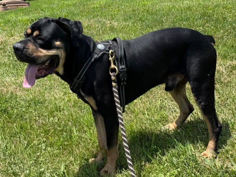 Cane Corso 2 years 3 months old male large named Opie for breeding in Cambria County, Pennsylvania | Petmeetly