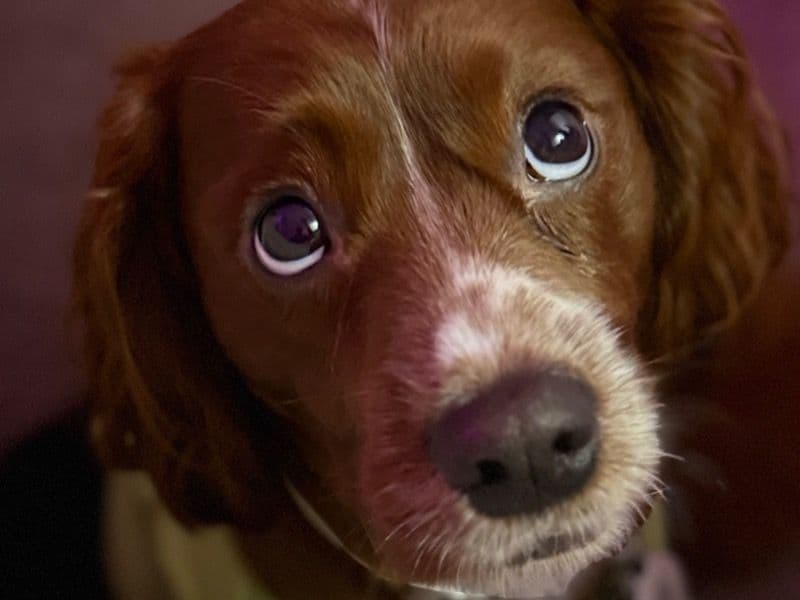 Cavapoo (Cavadoodle) 2 years 2 months old male medium named Preston for breeding in Miami-Dade County, Florida | Petmeetly