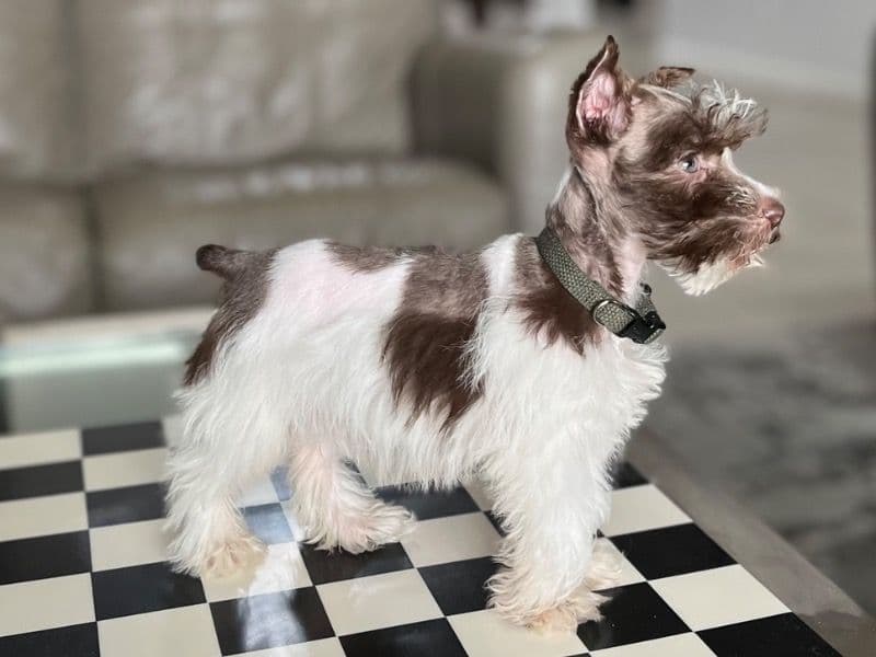 Toby primary photo