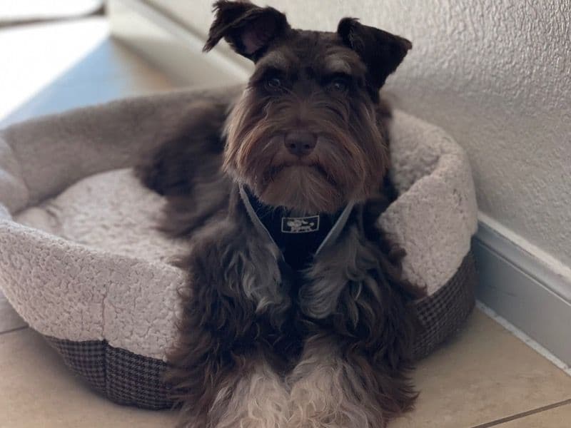 Bruno primary photo