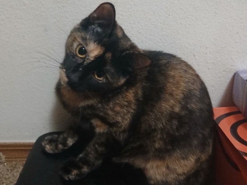 Domestic Medium Hair 6 months old female named Hazel for breeding in Johnson County, Arkansas | Petmeetly