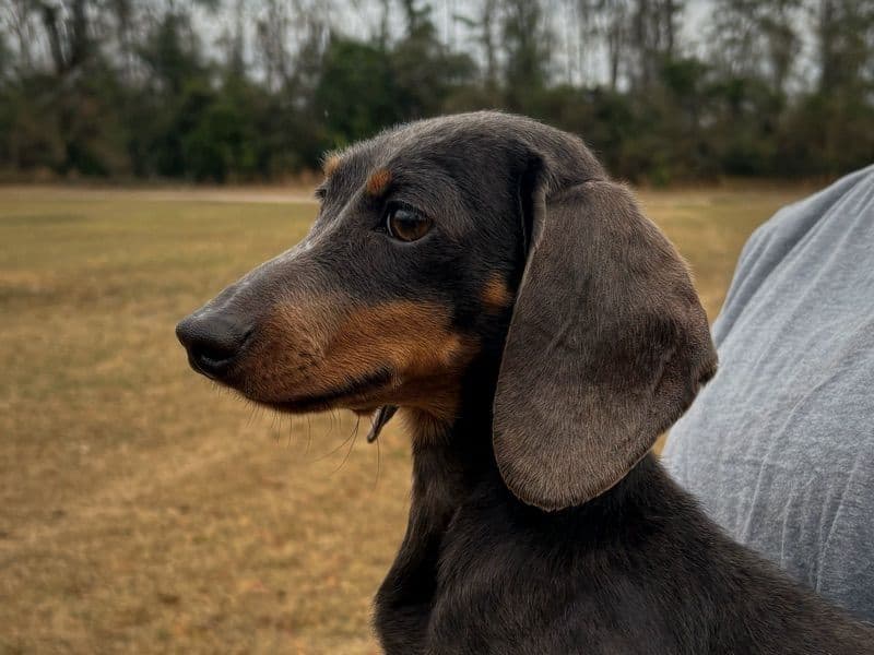 Miniature Dachshund 2 years old female small named Stormi for breeding in Jeff Davis County, Georgia | Petmeetly