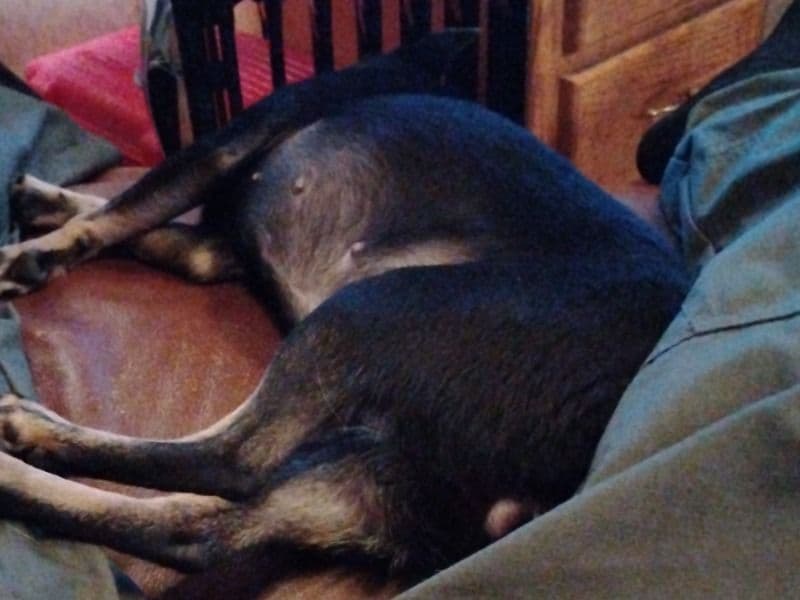 American PitBull Terrier 4 years 1 month old female medium named Jax for breeding in Shoshone County, Idaho | Petmeetly