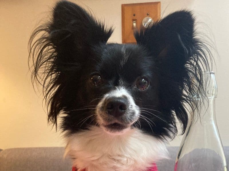 Millie primary photo