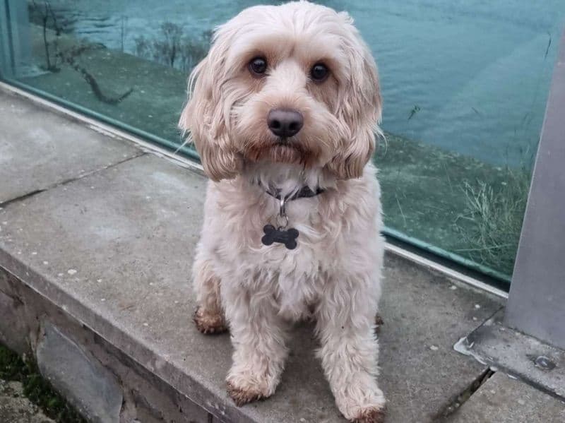 Milo primary photo