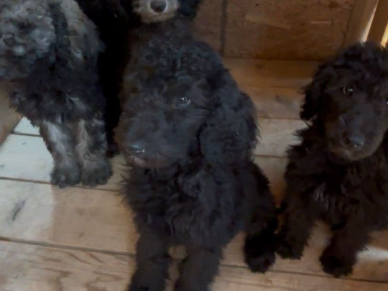 Standard Poodle 5 months old male medium named Thor for sale in Fresno County, California | Petmeetly