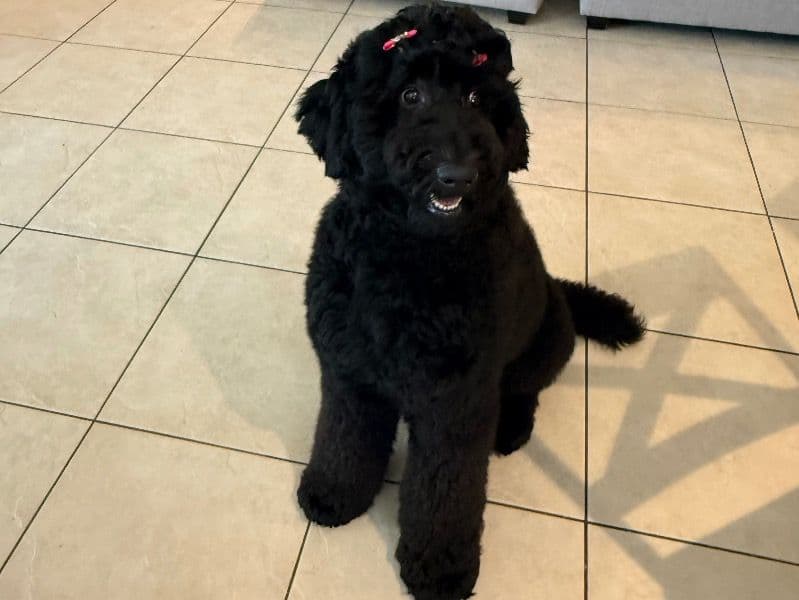 Standard Poodle 1 year old female large named Tiana for breeding in Orange County, Florida | Petmeetly