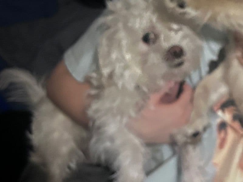 Schnauzer 3 years old male small named Snoopy for breeding in Maricopa County, Arizona | Petmeetly