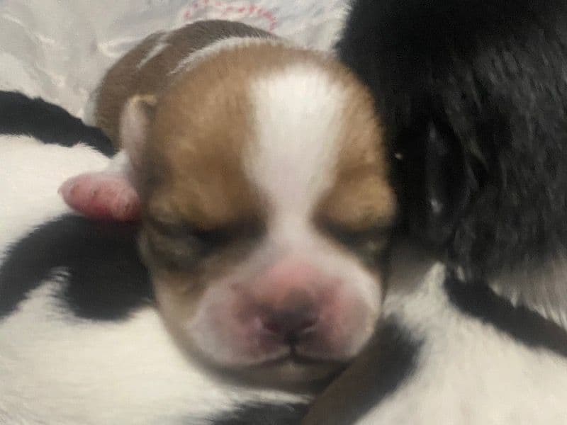 N/a - Shih Tzu | Petmeetly