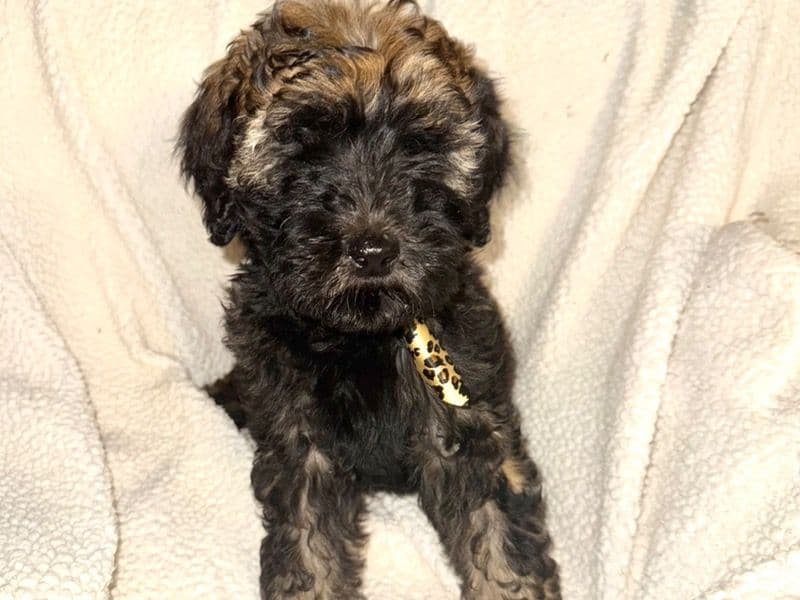 Labradoodle 2 months old male large named Forest for sale in Webster Parish, Louisiana | Petmeetly