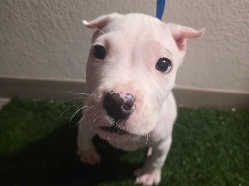 Dogo Argentino 2 months old male small named Alastor for sale in Washoe County, Nevada | Petmeetly