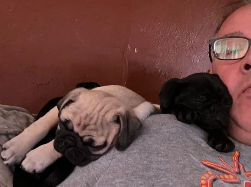Pug 2 months old male small named Little Boy 1 for sale in Wyandotte County, Kansas | Petmeetly