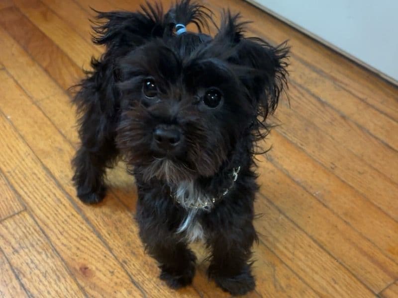 Milo primary photo
