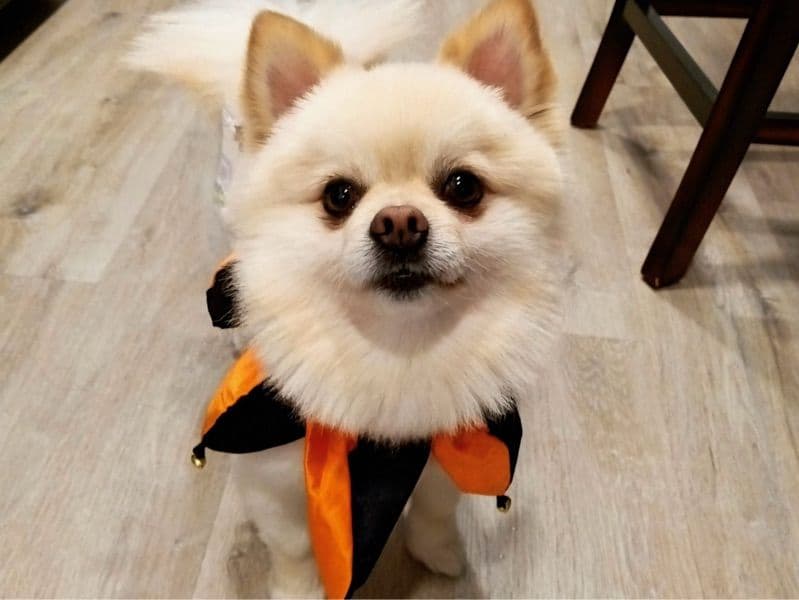 Pomeranian 5 years 1 month old male small named Oso for breeding in San Diego County, California | Petmeetly