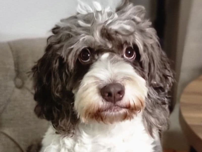 Sproodle 4 years 2 months old female medium named Shelby for breeding in Greater Manchester, England | Petmeetly