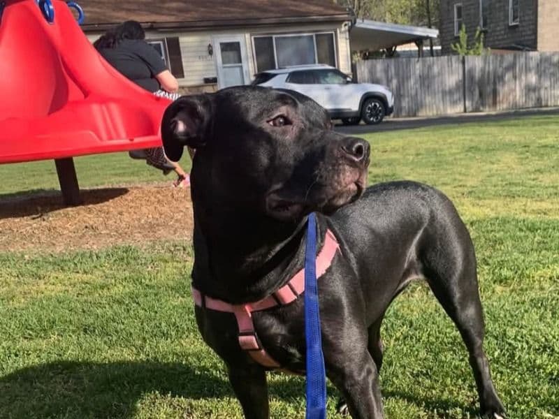 American PitBull Terrier 3 years 5 months old female large named Ella for breeding in Allegany County, Maryland | Petmeetly