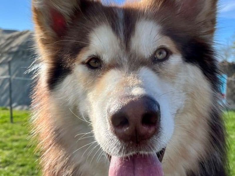 Alaskan Husky 4 years old female medium named Bella for sale in Van Wert County, Ohio | Petmeetly