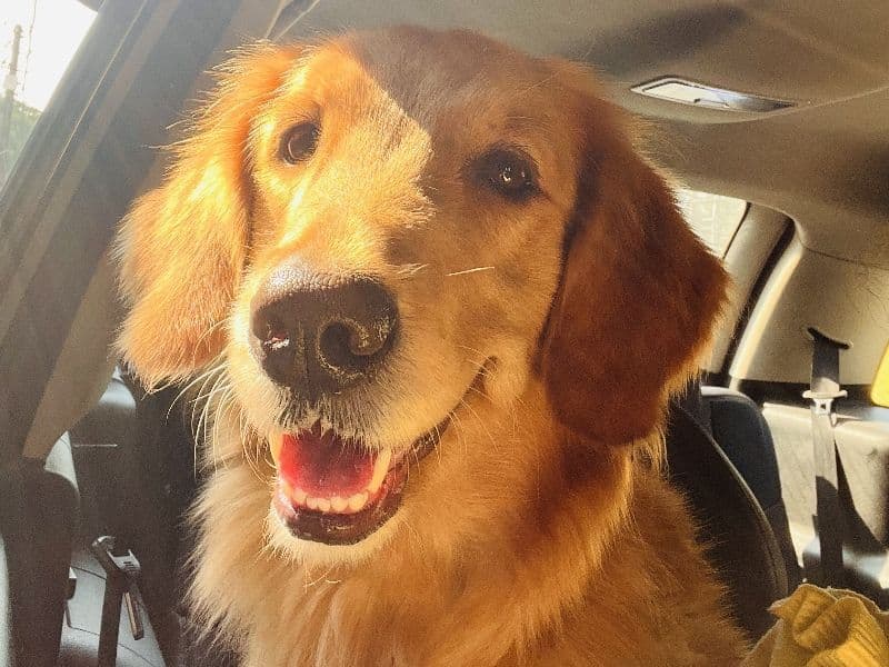 Golden Retriever 2 years 11 months old female medium named Bella for breeding in Upper Assam Division, Assam | Petmeetly