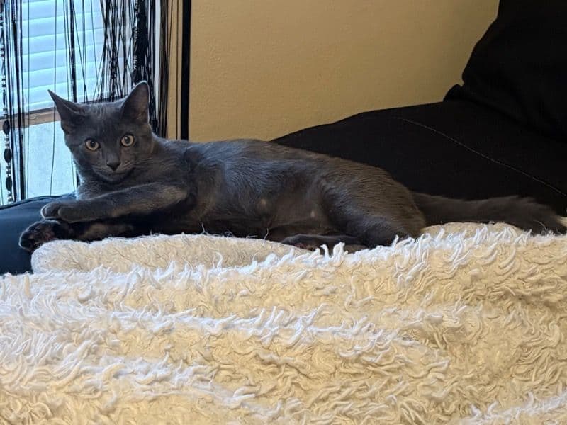 Domestic Shorthair 6 months old male named Denim for sale in Guilford County, North Carolina | Petmeetly