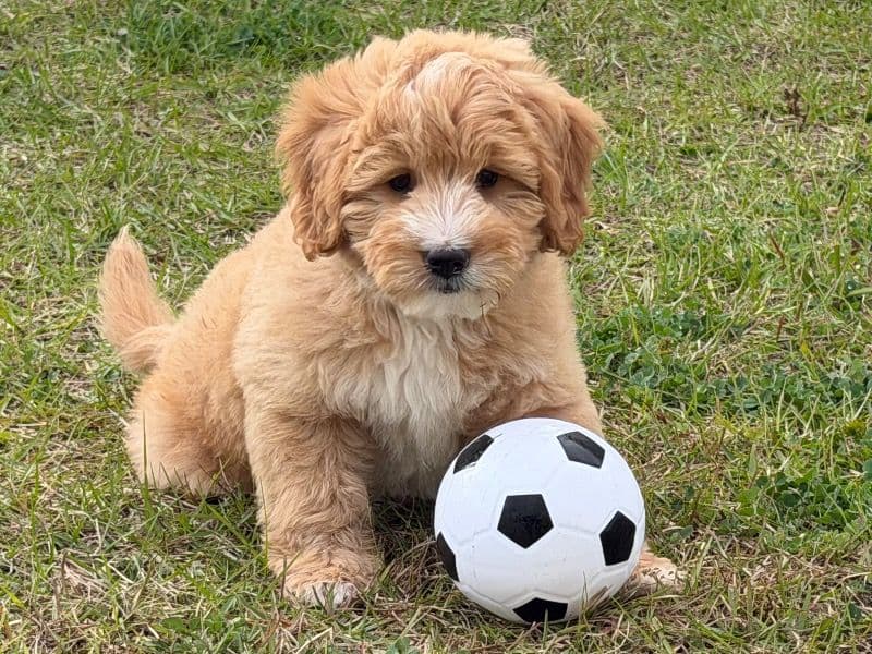 Golden Retriever 2 months old female small named Lucy for sale in Lake County, Florida | Petmeetly